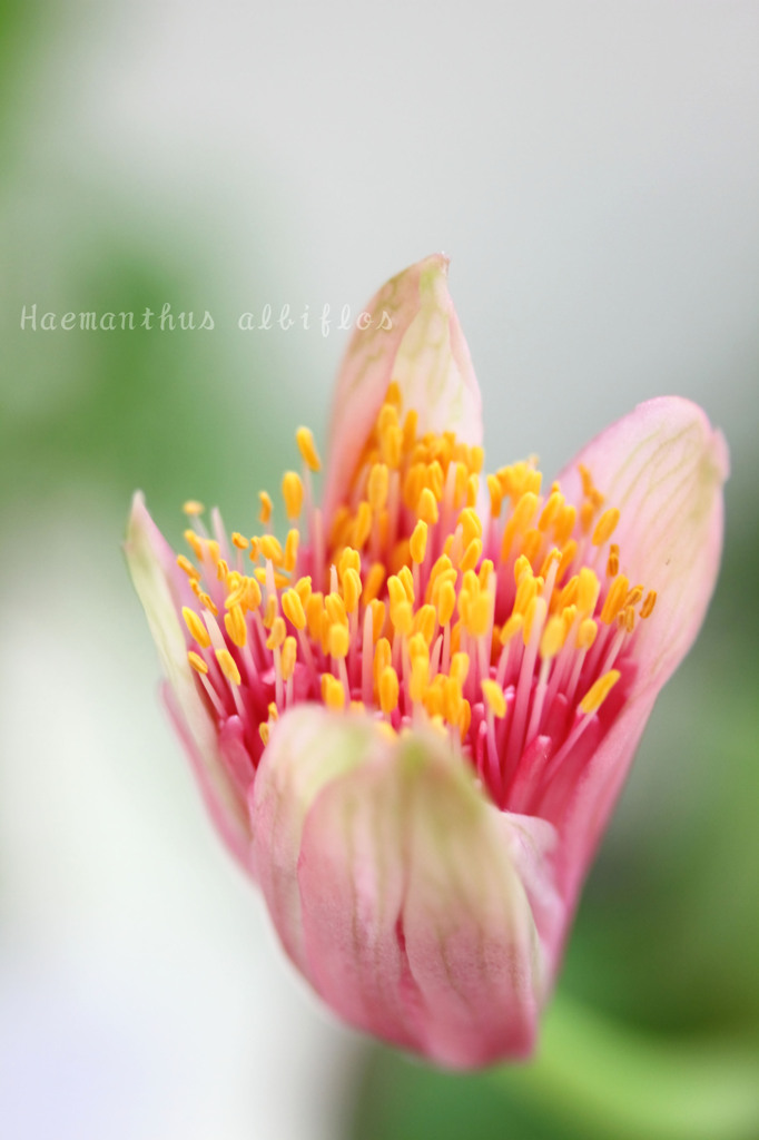 DPP_65816