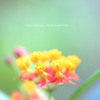 DPP_38161