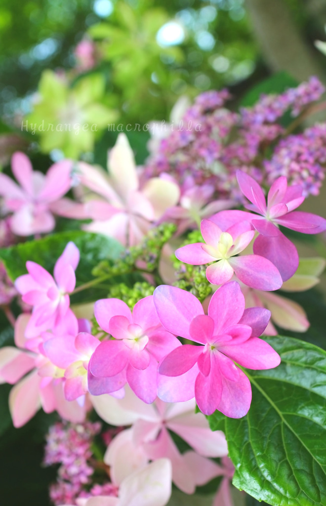 DPP_67006