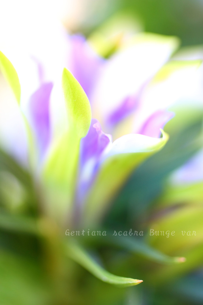 DPP_65567