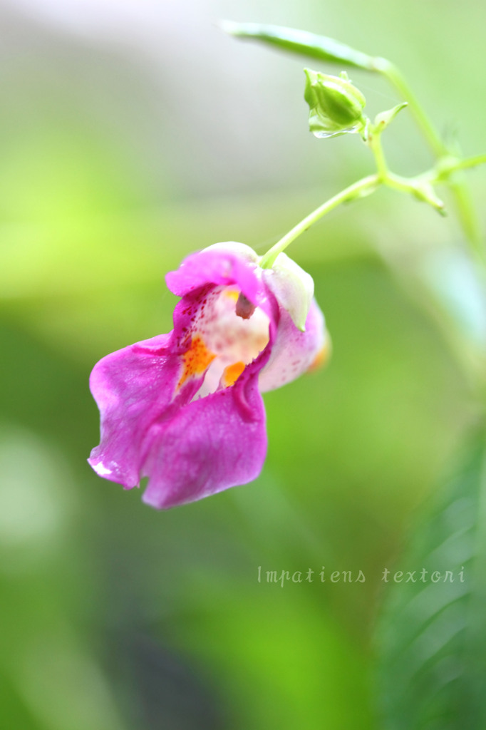 DPP_65806