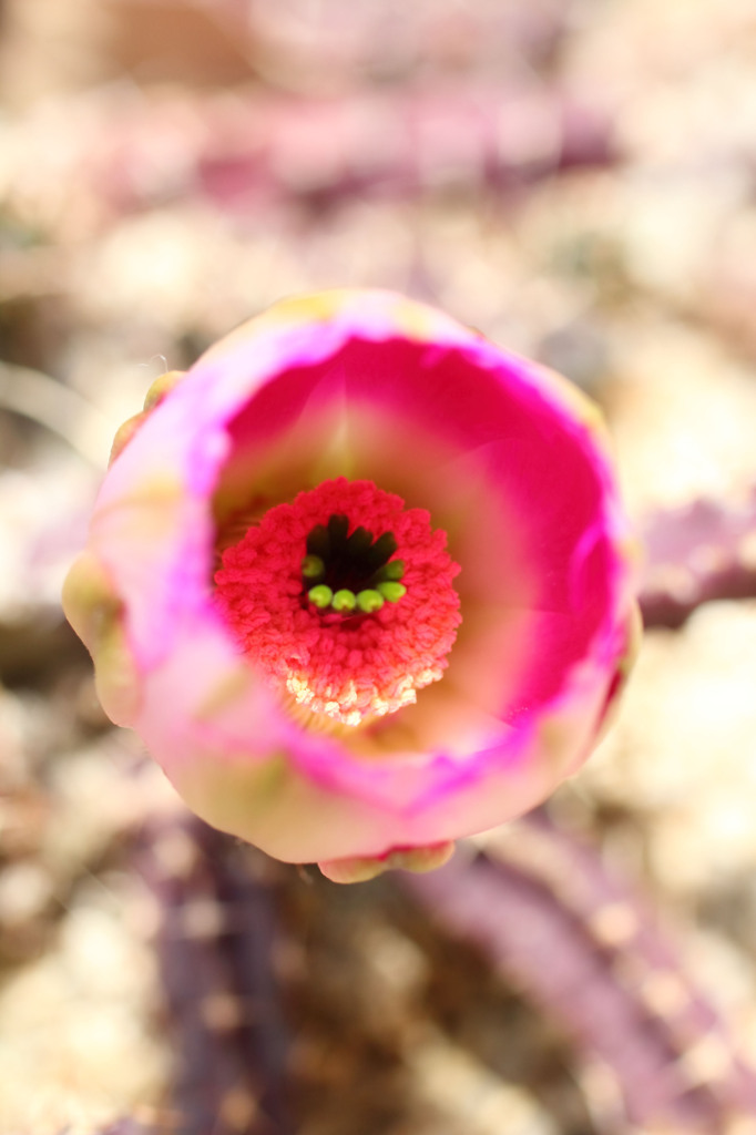 DPP_64922