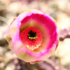 DPP_64922