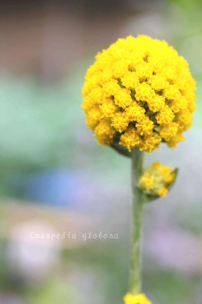 DPP_65287