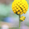 DPP_65287