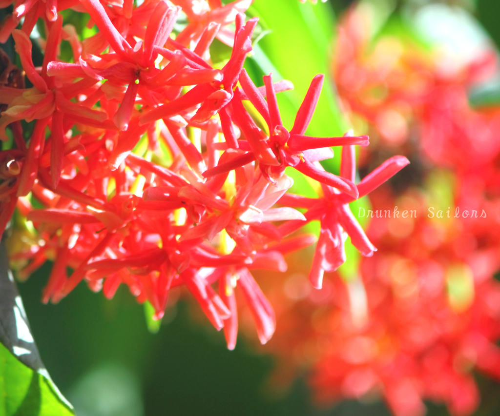 DPP_656301