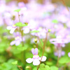 DPP_61811