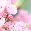 DPP_6118