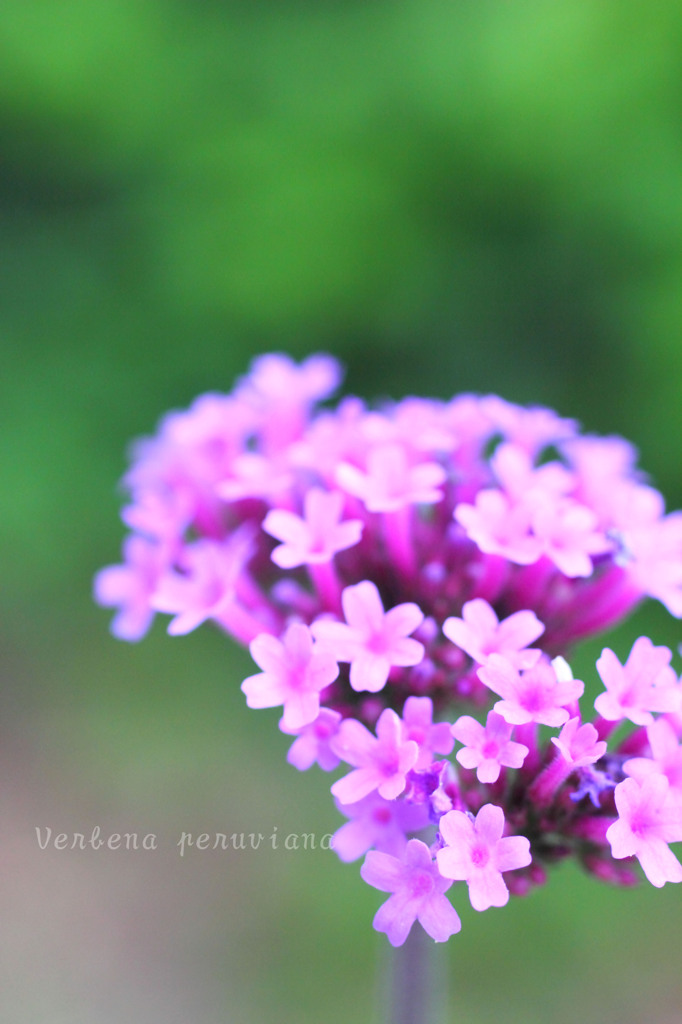 DPP_65314
