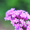 DPP_65314