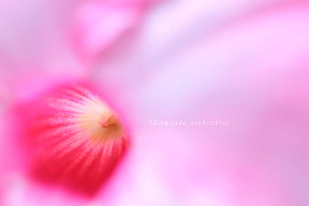 DPP_30621