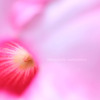 DPP_30621