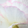 DPP_34441