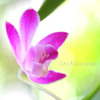DPP_16091