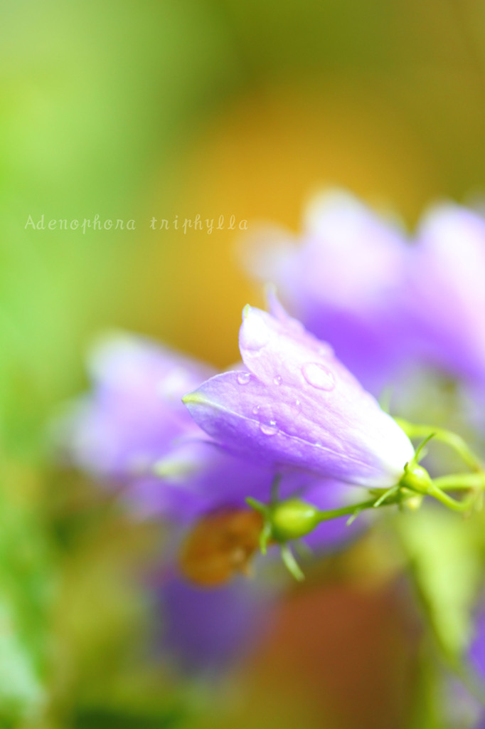 DPP_65813
