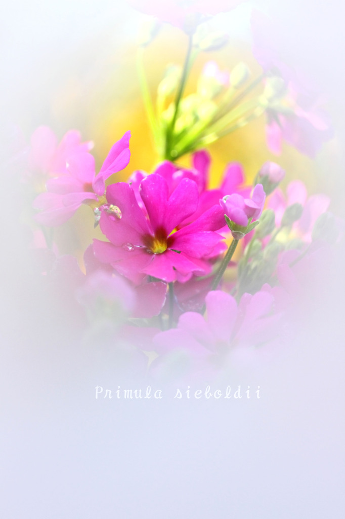 DPP_39042