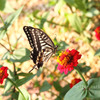 DPP_65007