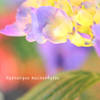 DPP_2628