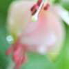 DPP_64184