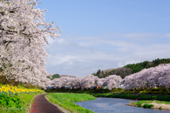 夏井千本桜