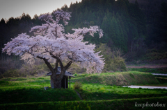 小沢の桜