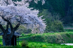 小沢の桜