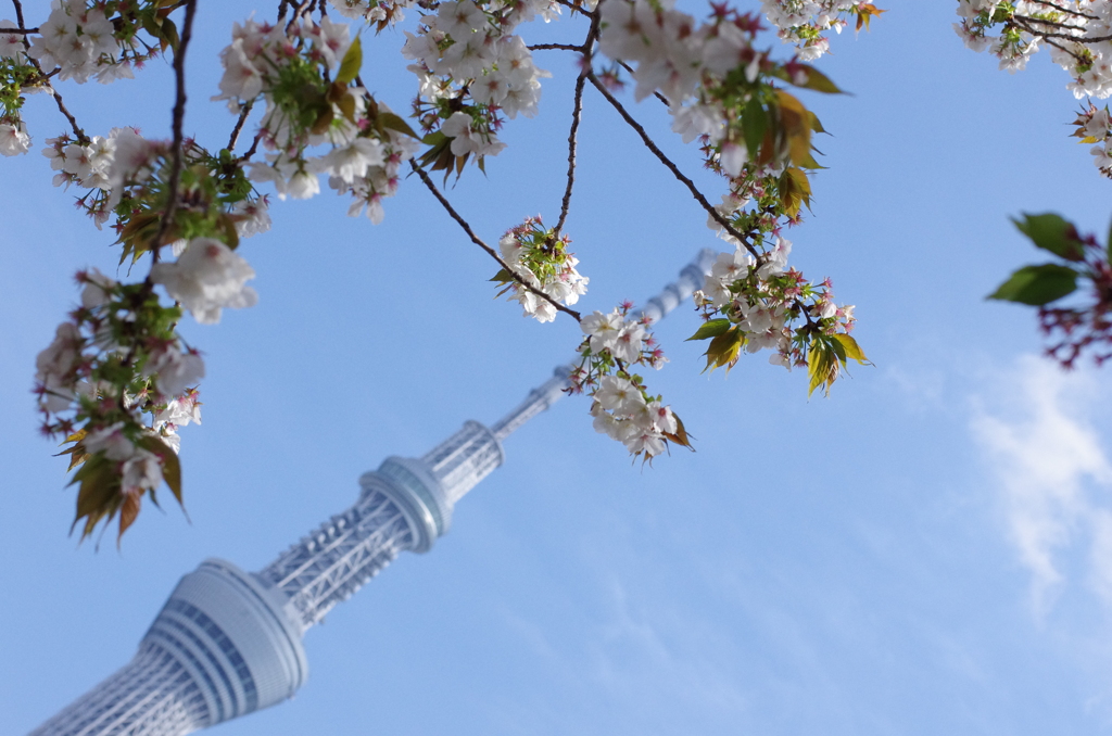 スカイツリーをバックに…