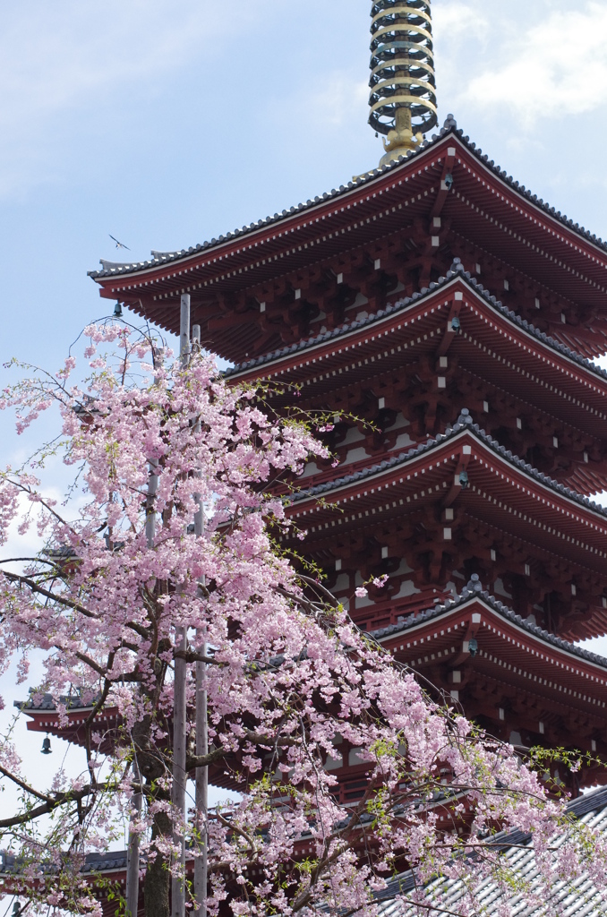浅草五重塔とSAKURA