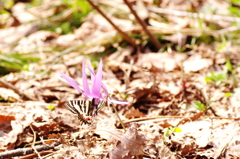 IMGP0490
