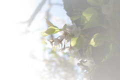 桜～再会の華～