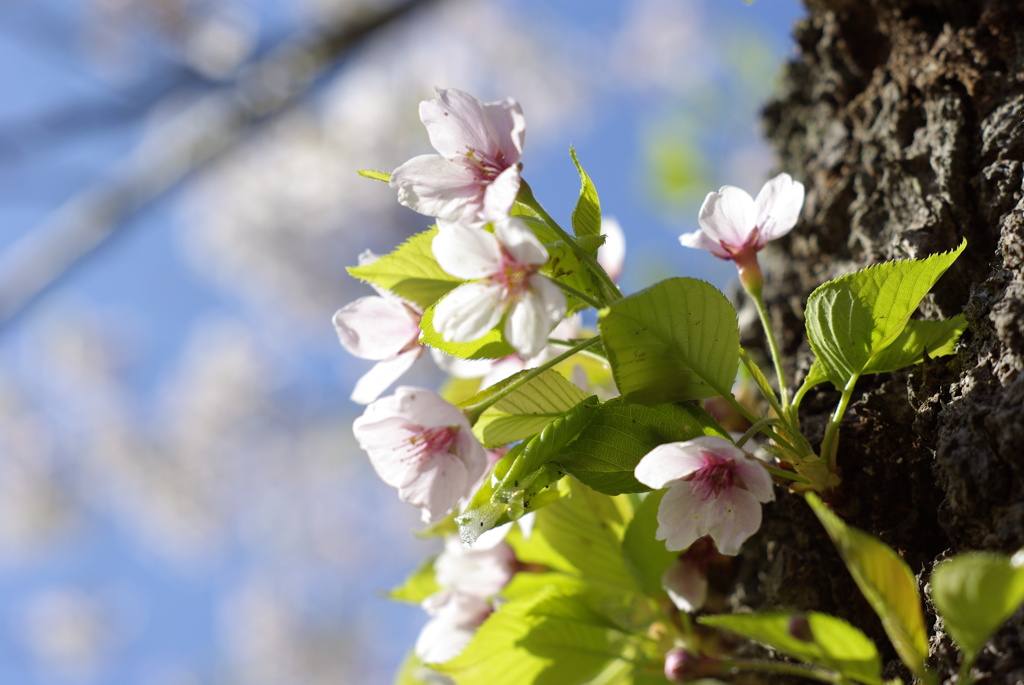 幹桜