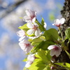 幹桜