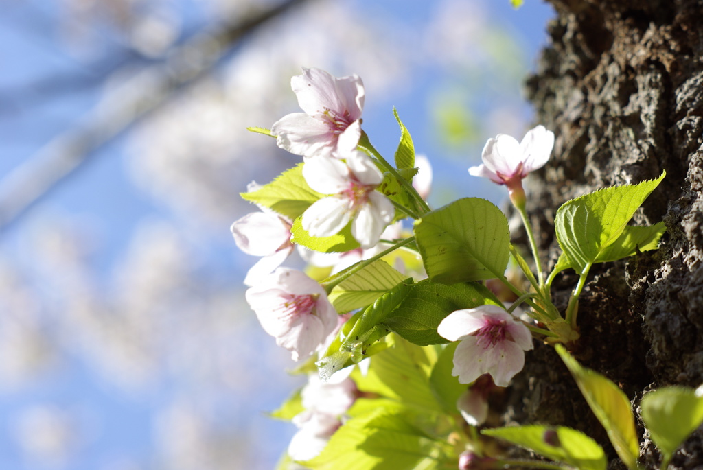 幹桜ソフト