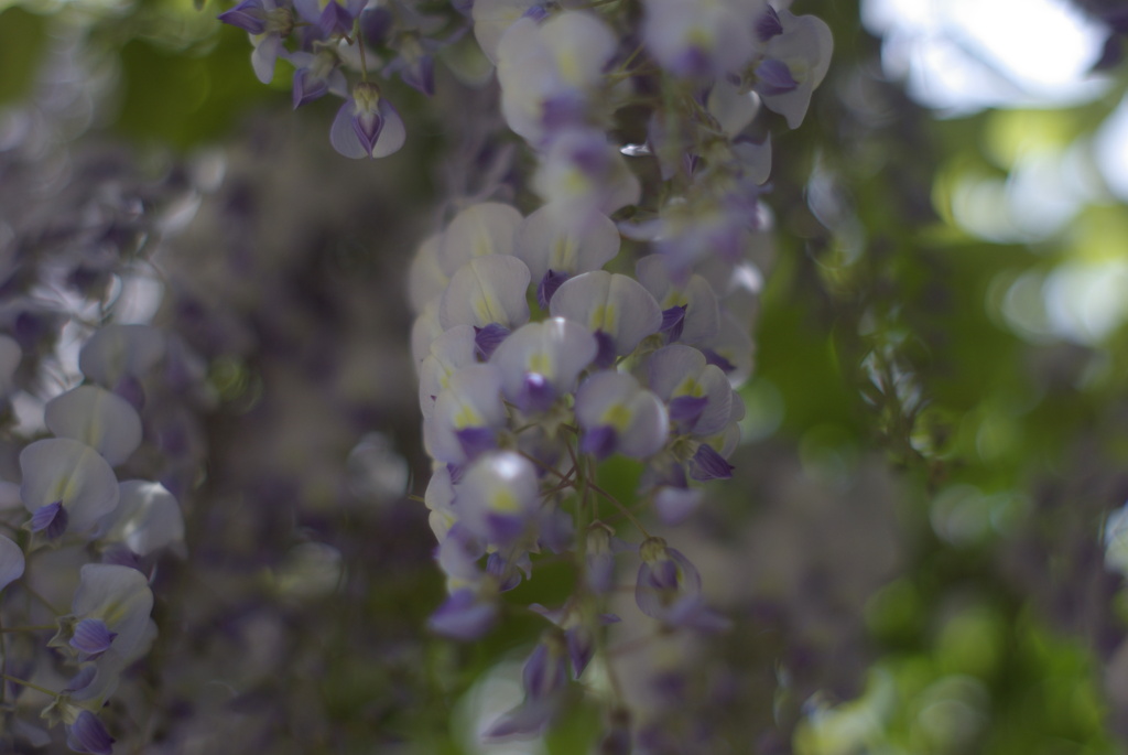 藤の花束