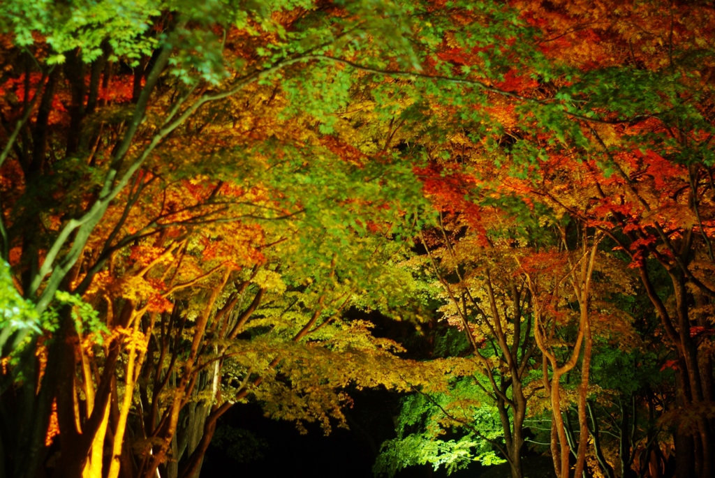 紅葉アーチ