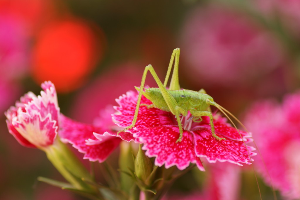 花から花へと