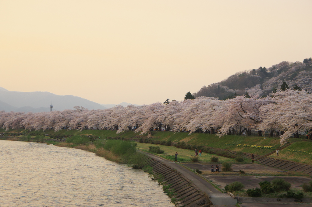 角館の桜