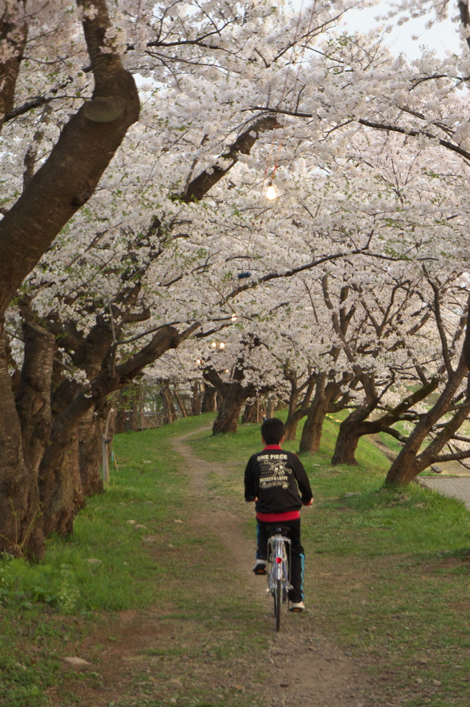 角館の桜