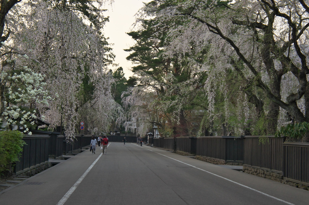 角館の桜