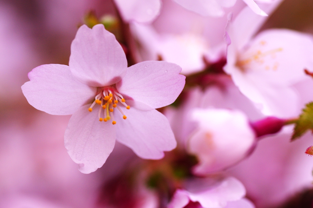 Sakura2012