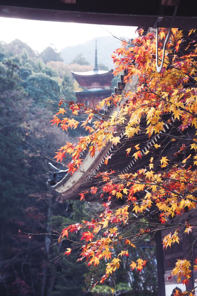 晩秋の佛通寺9