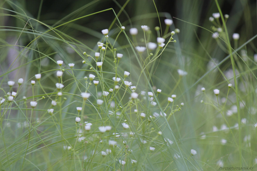 朝の草叢