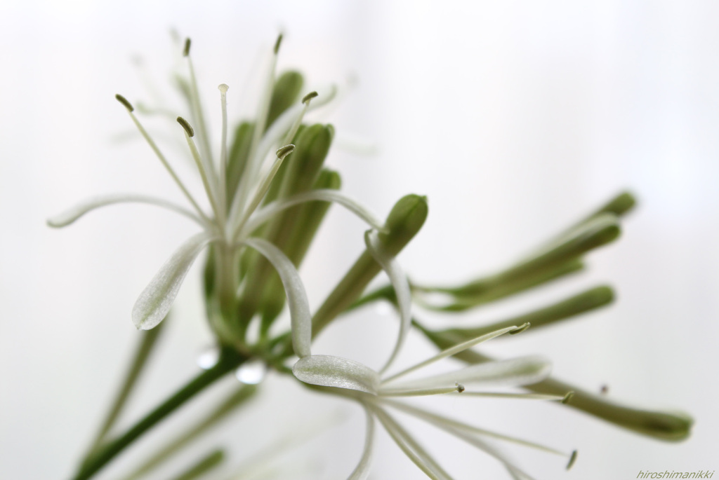緑の花