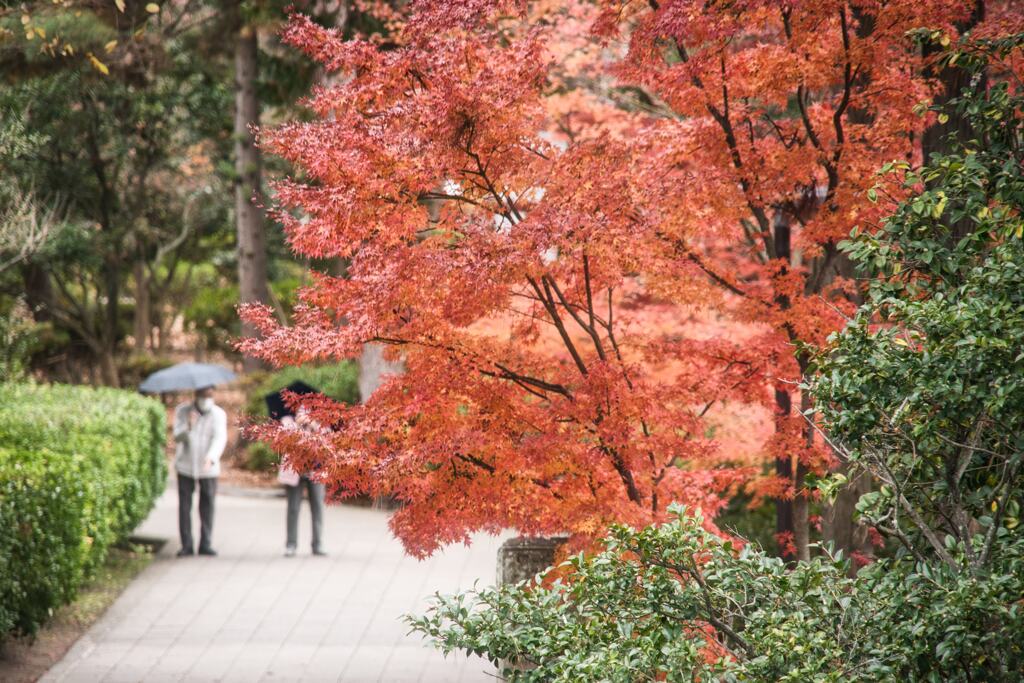 長野・紅葉