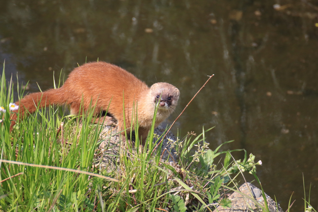カワウソだと思ってたけど、これイタチじゃない？