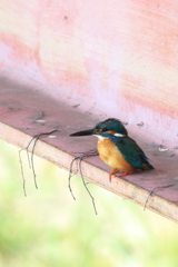 Kingfisher