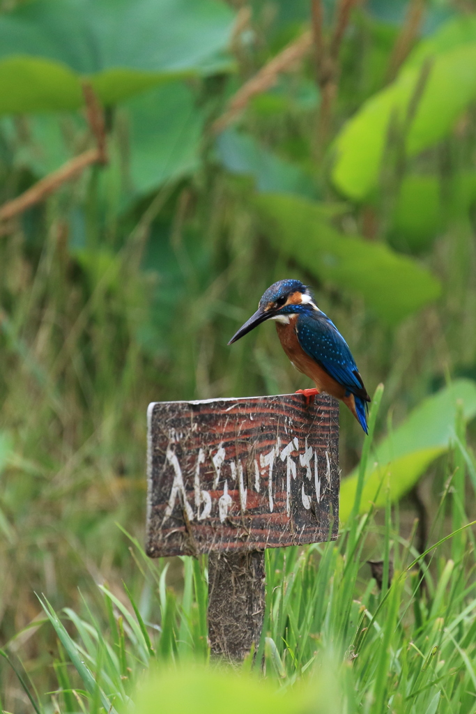入らないで下さい 1