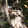 Japanese tit