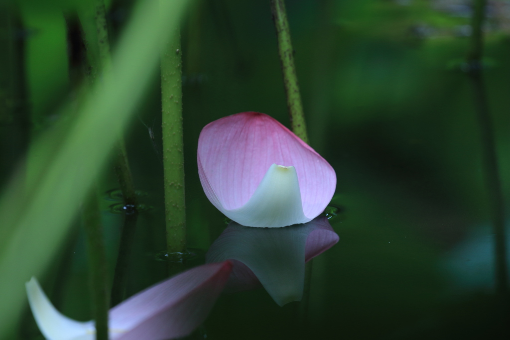 花弁船