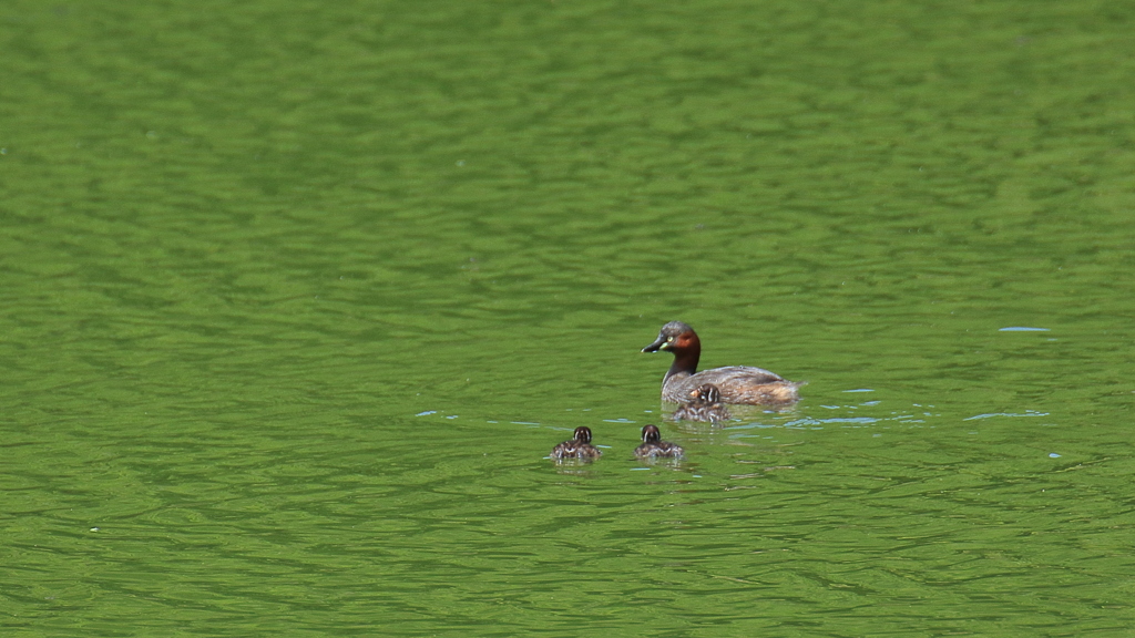 カイツブリ親子
